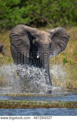 African Bush Elephant Splashes Through Shallow River