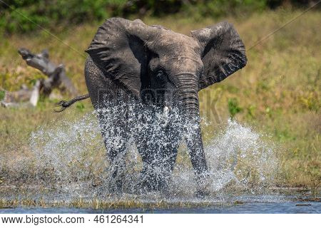 African Bush Elephant Splashing Through Shallow River