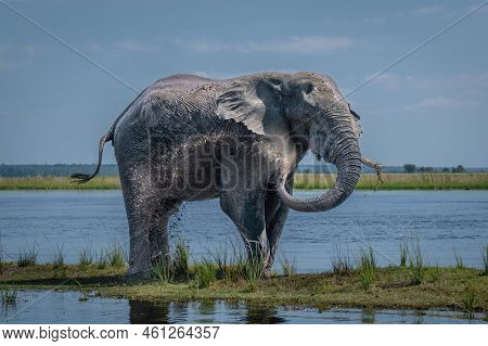 African Bush Elephant Spraying Mud Over Body