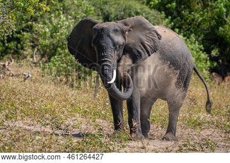 African Bush Elephant Squirts Dust Over Himself