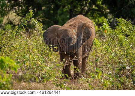 African Bush Elephant Squirts Earth Over Itself