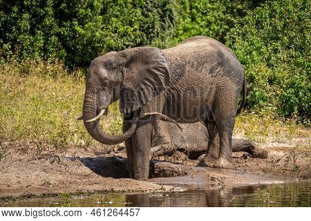 African Bush Elephant Squirts Mud Over Leg