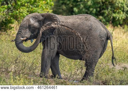 African Bush Elephant Squirts Mud Over Side