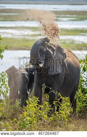 African Bush Elephant Squirts Sand Over Back