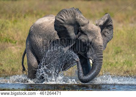 African Bush Elephant Squirts Water Over Itself