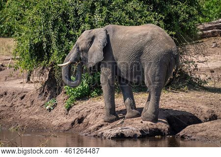 African Bush Elephant Standing On Riverbank Drinking