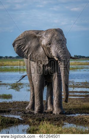 African Bush Elephant Stands Covered In Mud