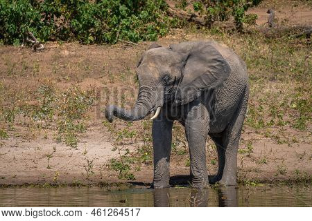 African Bush Elephant Stands Drinking In River