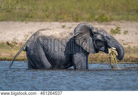 African Bush Elephant Stands Feeding In Shallows