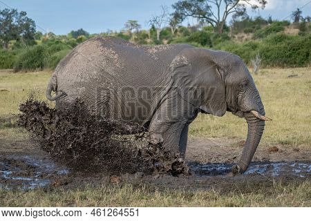 African Bush Elephant Stands Kicking Mud Backwards