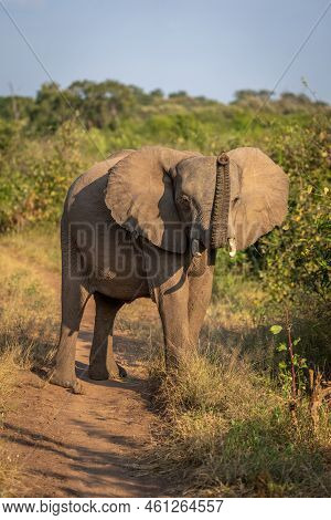 African Bush Elephant Stands Lifting Up Trunk