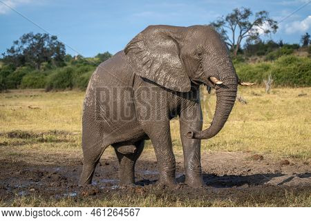 African Bush Elephant Stands On Muddy Ground