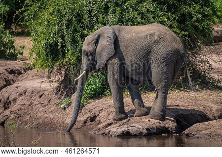 African Bush Elephant Stands On Riverbank Drinking