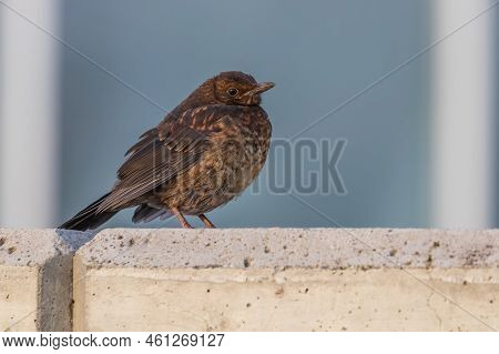 A Young Female Blackbird Is On The Ground Looking Around.