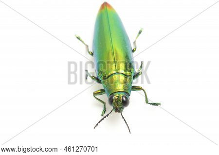 Jewel Beetle (chrysochroa Fulminans) Isolated On White Background.