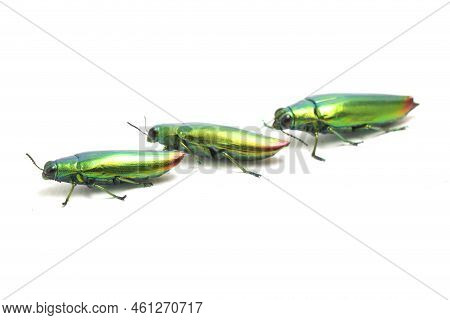 Jewel Beetle (chrysochroa Fulminans) Isolated On White Background.