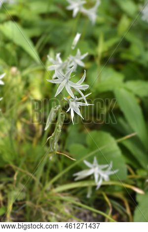 Drooping Star-of-bethlehem Flowers In The Garden In Spring