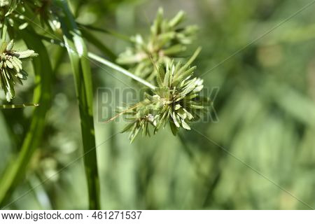 Tall Flatsedge In The Garden In Spring