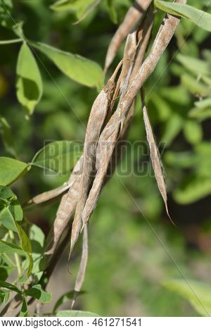 False Lupine Brown Seed Pods In The Summer