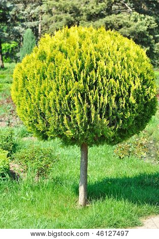 Un piccolo arborvitae shorn rotondo albero nel cortile.