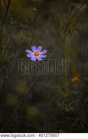 Floral Aesthetic Flower In Moody Brown Blurred Colors And Plants Of Garden, Autumn Aesthetic Vertica