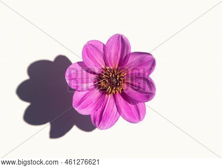 A Beautiful Single Dahlia Flower On A White Background Casts Hard Shadows. Minimalism, Simplicity, P