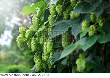 Green Fresh Hop Cones For Making Beer And Bread Closeup. Big Hop Plants In World Largest Area Of Hop