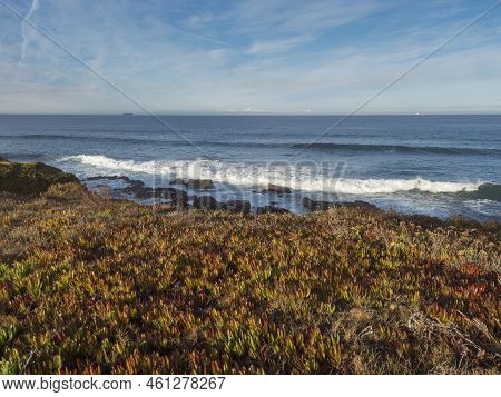 View Of The Rocky Sea Shore With The Red And Green Leaves Of Carpobrotus Edulis, Ground-creeping Suc