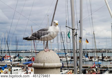 A Grey Seagull Larinae At The Baltic Sea