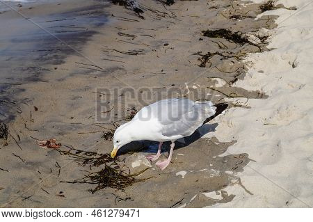 A Grey Seagull Larinae At The Baltic Sea