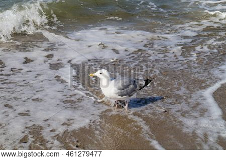 A Grey Seagull Larinae At The Baltic Sea