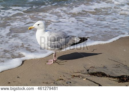 A Grey Seagull Larinae At The Baltic Sea