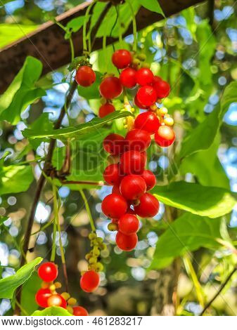 Bunch Of Chinese Magnolia-vine Or Schisandra Berries
