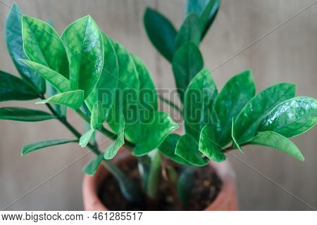 Zamioculcas Zamifolia- Dollar Tree. Zanzibar Gem The Tree Is Named Auspicious. Suitable For Decorati