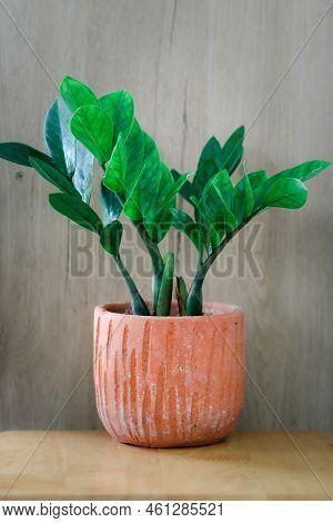 Zamioculcas Zamifolia- Dollar Tree. Zanzibar Gem The Tree Is Named Auspicious. Suitable For Decorati
