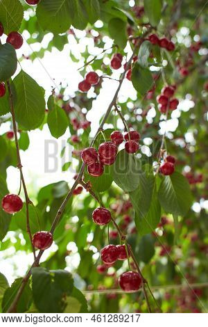 Closeup Of Ripe Dark Red Sour Cherries Hanging On Sour Cherry Tree Branch With Blurred Background. S