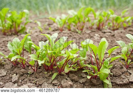 Leaf Of Beet Root. Fresh Green Leaves Of Beetroot Or Beet Root Seedling. Row Of Green Young Beet Lea