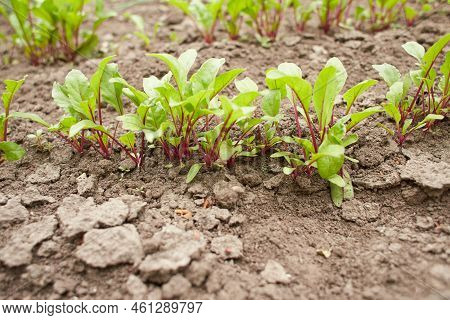 Leaf Of Beet Root. Fresh Green Leaves Of Beetroot Or Beet Root Seedling. Row Of Green Young Beet Lea