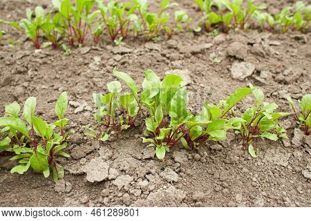 Leaf Of Beet Root. Fresh Green Leaves Of Beetroot Or Beet Root Seedling. Row Of Green Young Beet Lea