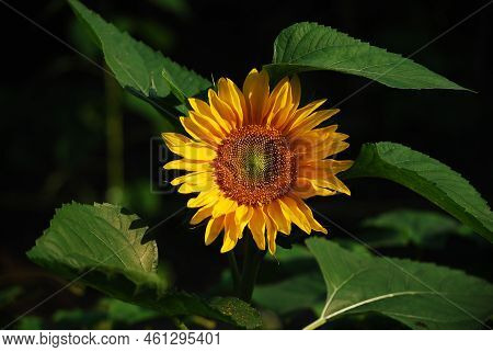 Sunflower Blooms In The Garden. Sunset. Dark Black Background.