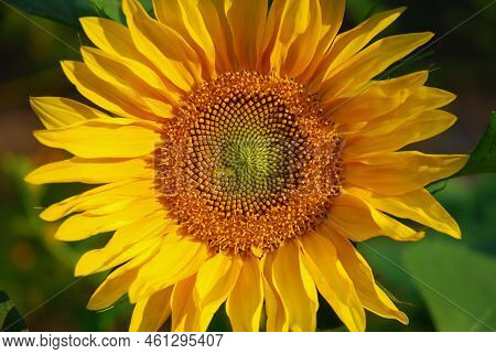 Sunflower Blooms In The Garden. Sunset. Dark Black Background.