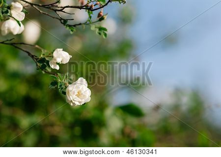 Forår Eglantine Bloom