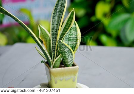 Sansevieria Trifasciata Prain, Snake Plant Or Mother In Laws Tongue In The Flower Pot