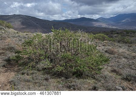 Adenocarpus Hispanicus. It Is A Flowering Plant In The Family Fabaceae Endemic To The Iberian Penins