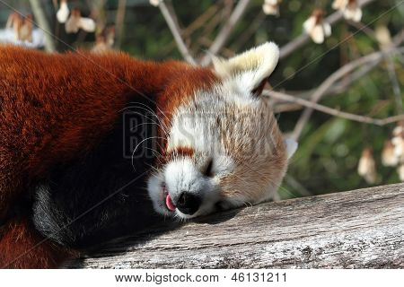 Red Panda (ailurus Fulgens)
