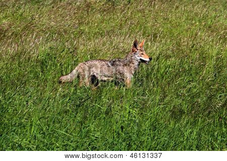 Coyote occidentale