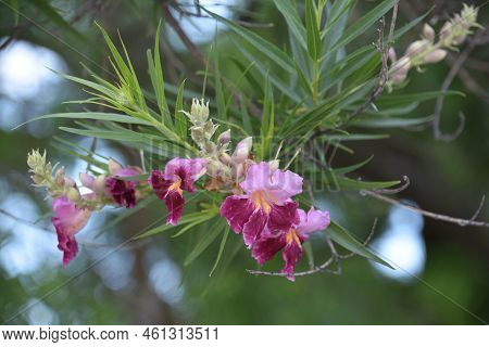 Pretty Desert Willow Tree Flowering And Blooming In The Summer Time.