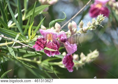 Gorgeous Flowering Desert Willow Blooming And Flowering In A Garden.
