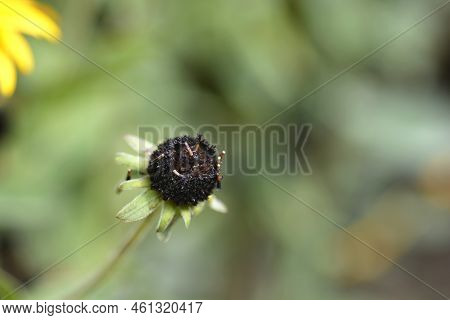 Deams Coneflower Seed Head In The Garden