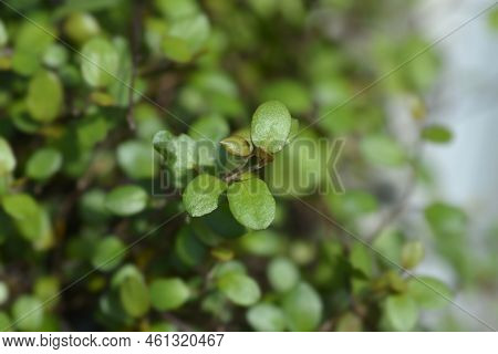 Necklace Vine Golden Girl Leaves In The Summer